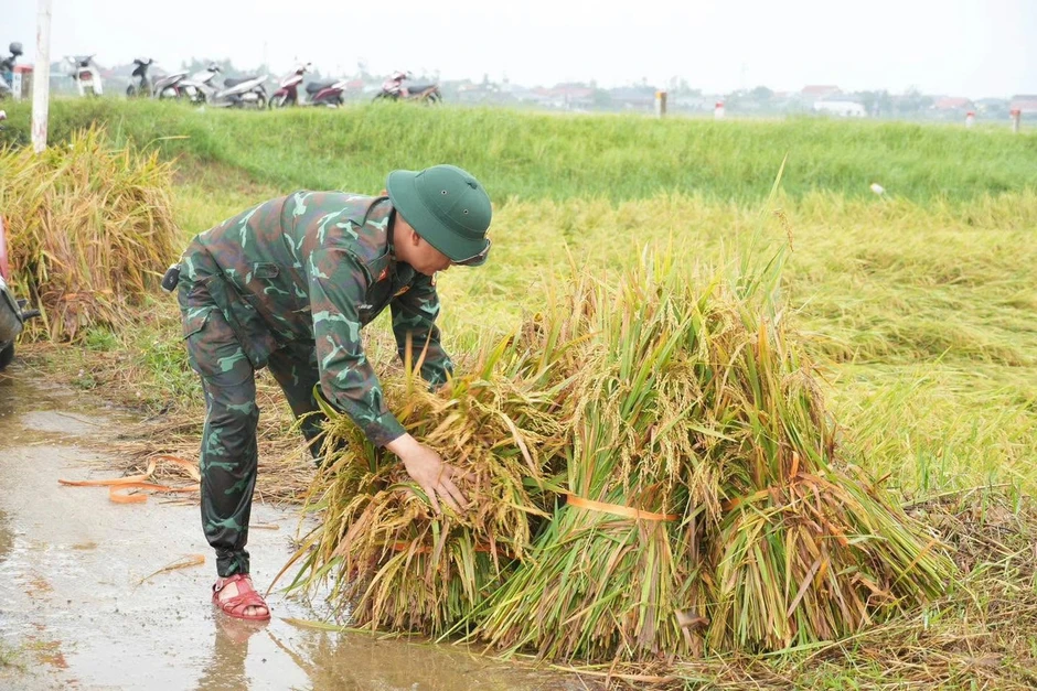 Lúa đổ rạp sau mưa lớn, bộ đội, công an xuống đồng hỗ trợ giúp dân