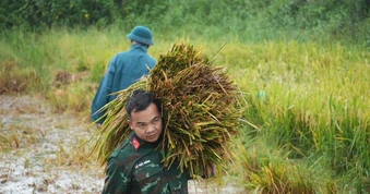 Lúa đổ rạp sau mưa lớn, bộ đội, công an xuống đồng hỗ trợ giúp dân