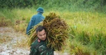 Lúa đổ rạp sau mưa lớn, bộ đội, công an xuống đồng hỗ trợ giúp dân