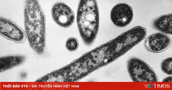 Mỹ: Dịch Legionnaires tại New York khiến 3 người tử vong
