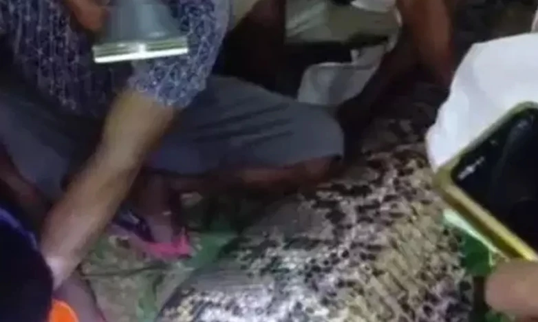 Một nông dân ở Indonesia bị trăn khổng lồ nuốt chửng Một nông dân ở Indonesia bị trăn khổng lồ nuốt chửng