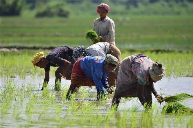 Mùa màng châu Á lao đao trước nắng nóng và El Nino Mùa màng châu Á lao đao trước nắng nóng và El Nino