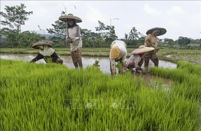 Mùa màng châu Á lao đao trước nắng nóng và El Nino Mùa màng châu Á lao đao trước nắng nóng và El Nino