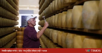 Nắng nóng đe dọa hương vị phô mai 800 năm tuổi