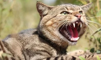 Nghiên cứu mới chỉ ra thủ phạm đe doạ nghiêm trọng động vật bản địa ở Australia
