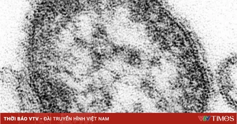 Nhật Bản ghi nhận hơn 500 ca sởi trong năm nay