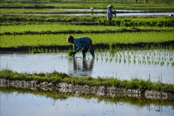 Nông dân Indonesia thử nghiệm trồng lúa ít phát thải, năng suất cao