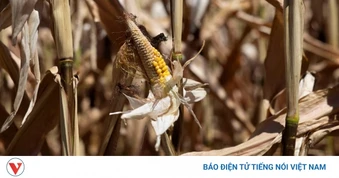 Nông nghiệp Séc, Slovakia đối mặt nguy cơ thiệt hại kỷ lục vì hạn hán