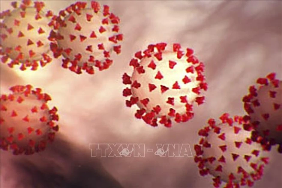 Phát hiện 'cửa ngõ' mới giúp virus từ dơi xâm nhập tế bào cơ thể người Phát hiện 'cửa ngõ' mới giúp virus từ dơi xâm nhập tế bào cơ thể người