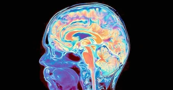 Phát hiện não người phát triển từ hai hệ tế bào riêng biệt