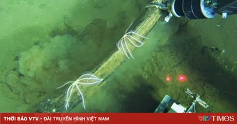 Phát hiện nghĩa địa cá voi sâu nhất thế giới ở Ấn Độ Dương