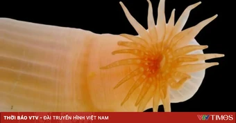 Phát hiện số loài sinh vật biển mới kỷ lục