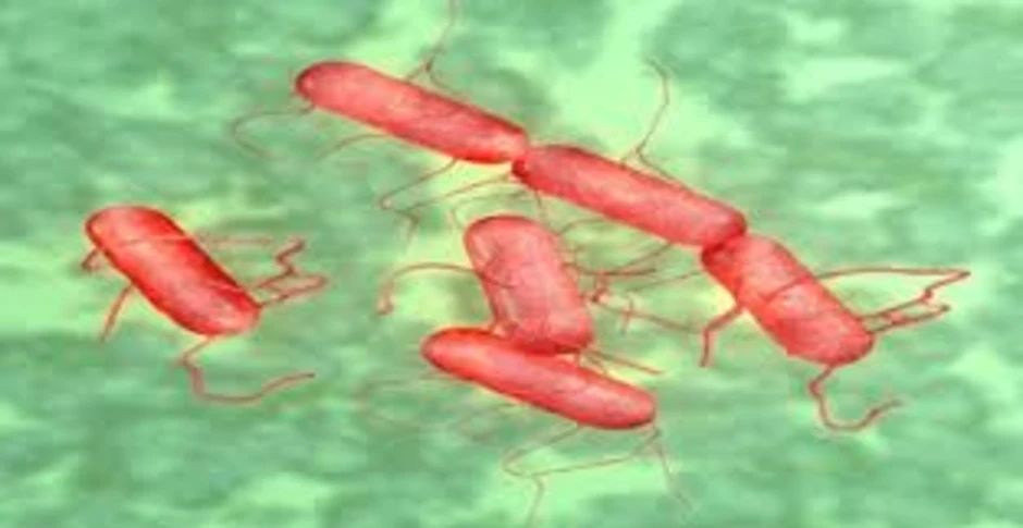 Số ca nhiễm vi khuẩn Salmonella tại Anh cao nhất trong 10 năm Số ca nhiễm vi khuẩn Salmonella tại Anh cao nhất trong 10 năm