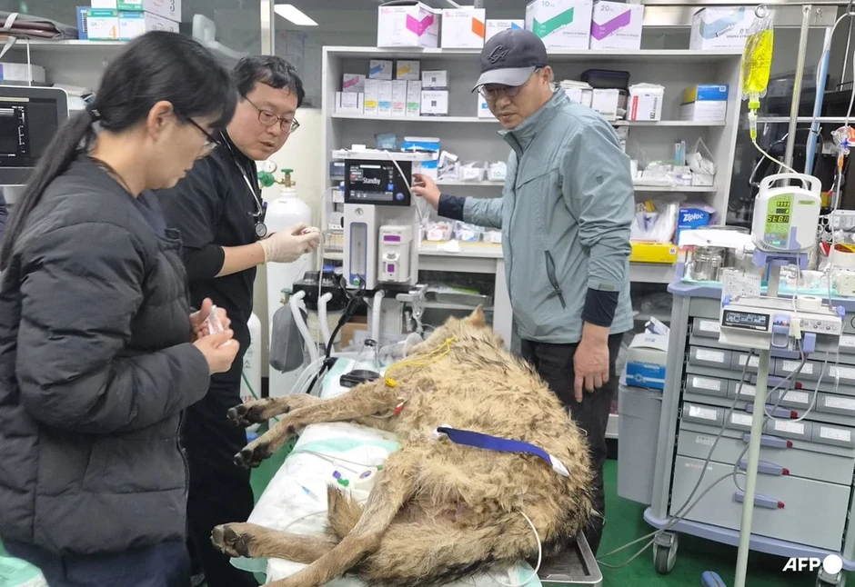 Sói Neukgu tinh ranh bị bắt lại sau 9 ngày đào tẩu khỏi sở thú