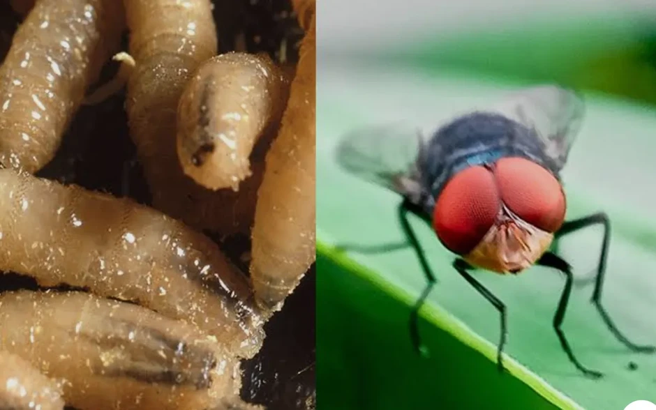 Sự nguy hiểm của giòi ăn thịt được Mỹ phát hiện lần đầu tiên sau 6 thập kỷ Sự nguy hiểm của giòi ăn thịt được Mỹ phát hiện lần đầu tiên sau 6 thập kỷ