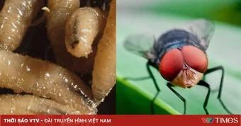 Sự nguy hiểm của giòi ăn thịt được Mỹ phát hiện lần đầu tiên sau 6 thập kỷ