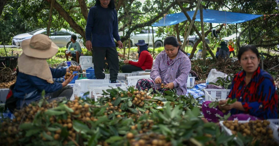 Thái Lan 'đau đầu' vì Campuchia, Myanmar, chỉ đang 'tiêm thuốc giảm đau để điều trị'
