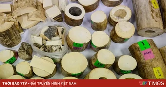 Thái Lan thu giữ lượng ngà voi kỷ lục