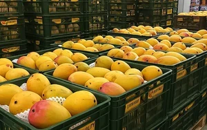 Tịch thu 2,6 kg vàng, hơn 1 tỷ đồng tiền mặt và 17 tấn mật ong tại nhà của một cựu kỹ sư trưởng lương tháng 15 triệu đồng
