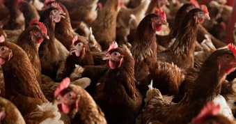 Tranh luận về trứng gà thả vườn hữu cơ và nuôi nhốt ở Anh