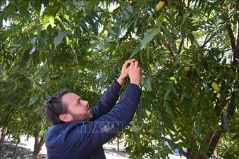Trung Quốc áp thuế chống bán phá giá cao đối với hồ đào nhập khẩu từ Mỹ và Mexico