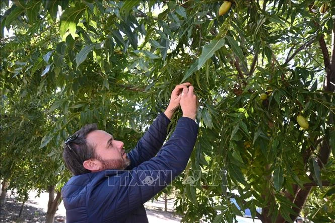 Trung Quốc áp thuế chống bán phá giá cao đối với hồ đào nhập khẩu từ Mỹ và Mexico Trung Quốc áp thuế chống bán phá giá cao đối với hồ đào nhập khẩu từ Mỹ và Mexico