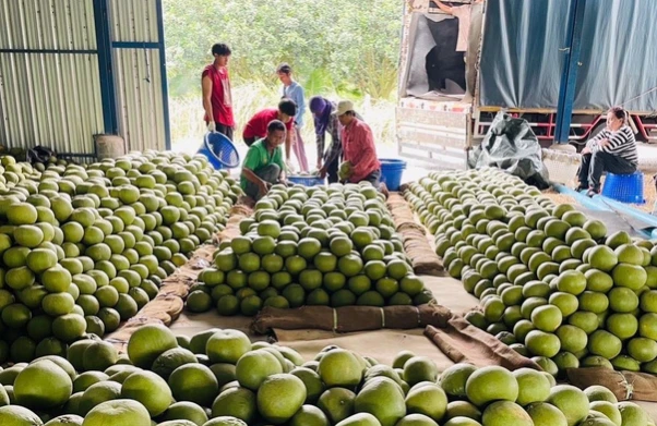 Trung Quốc đón tin vui với loại quả Việt Nam cũng đang trồng rất nhiều: Châu Âu, Nga cực ưa chuộng, sản lượng tăng mạnh Trung Quốc đón tin vui với loại quả Việt Nam cũng đang trồng rất nhiều: Châu Âu, Nga cực ưa chuộng, sản lượng tăng mạnh