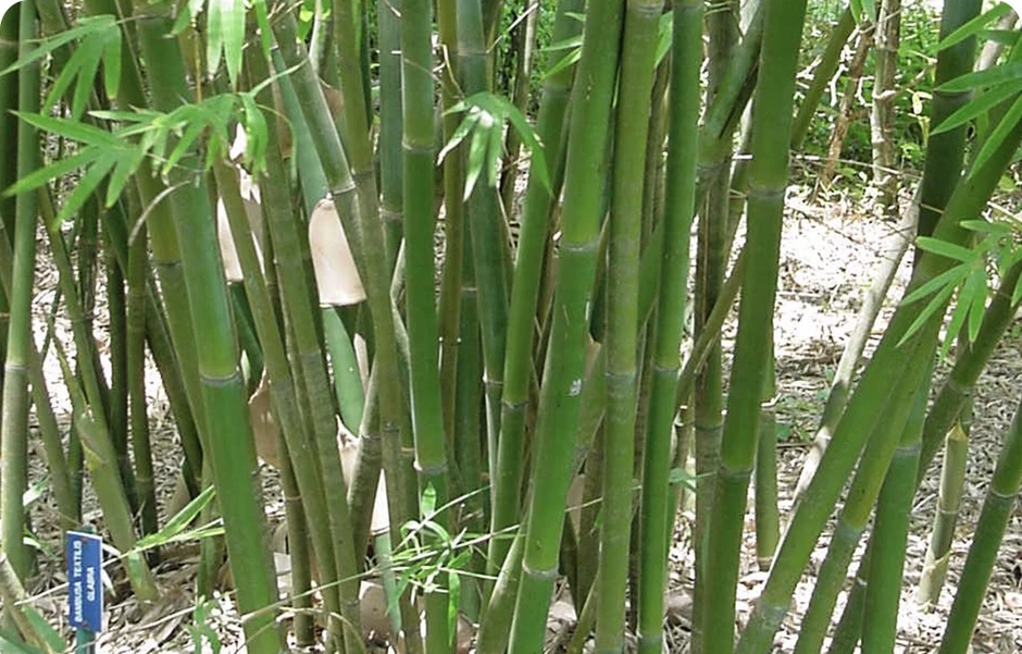 Trung Quốc tìm ra ‘vũ khí’ mới để chặn sa mạc hóa Trung Quốc tìm ra ‘vũ khí’ mới để chặn sa mạc hóa
