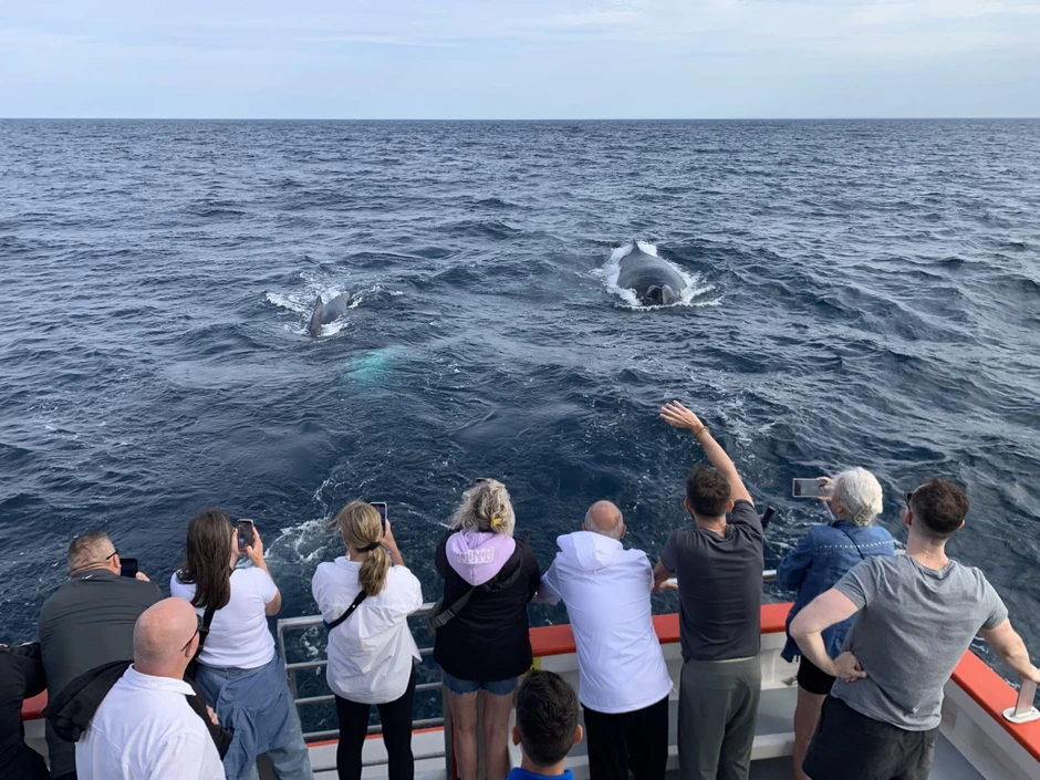 Twillingate - điểm hẹn ngắm băng trôi và cá voi ở Canada Twillingate - điểm hẹn ngắm băng trôi và cá voi ở Canada