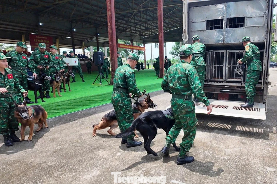 Việt Nam đưa 8 chó nghiệp vụ Biên phòng sang tìm kiếm cứu nạn sau động đất tại Venezuela Việt Nam đưa 8 chó nghiệp vụ Biên phòng sang tìm kiếm cứu nạn sau động đất tại Venezuela