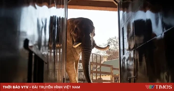 Vụ kiện “voi trầm cảm” gây chấn động Nam Phi