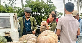 ‘Giải cứu’ hàng trăm tấn bí đỏ tồn đọng ở Cà Mau