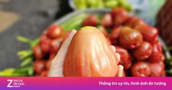 3-4 trái mận hồng giá 200.000 đồng, khách vẫn xuống tiền mua