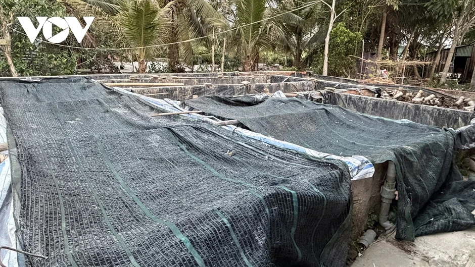 4.000 tấn lươn “quá lứa” vì giá thấp khiến người nuôi lươn Cần Thơ điêu đứng 4.000 tấn lươn “quá lứa” vì giá thấp khiến người nuôi lươn Cần Thơ điêu đứng