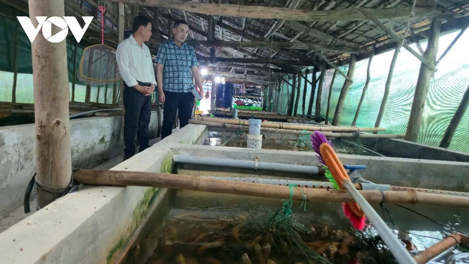 4.000 tấn lươn “quá lứa” vì giá thấp khiến người nuôi lươn Cần Thơ điêu đứng 4.000 tấn lươn “quá lứa” vì giá thấp khiến người nuôi lươn Cần Thơ điêu đứng