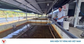 4.000 tấn lươn “quá lứa” vì giá thấp khiến người nuôi lươn Cần Thơ điêu đứng