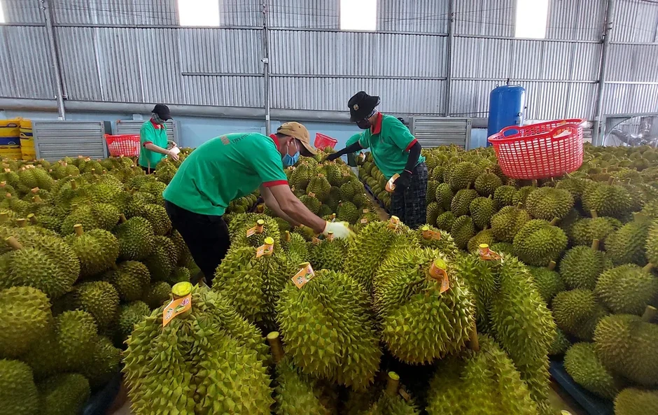 50 cơ sở được chấp nhận kiểm nghiệm mít, sầu riêng xuất khẩu sang Trung Quốc 50 cơ sở được chấp nhận kiểm nghiệm mít, sầu riêng xuất khẩu sang Trung Quốc
