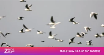 7 quốc gia tuyên bố sẵn sàng đảm bảo tự do hàng hải qua eo biển Hormuz