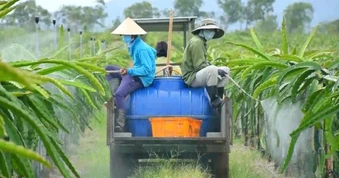 Báo động bao bì thuốc BVTV: Thu gom chất đống vì thiếu tiền xử lý