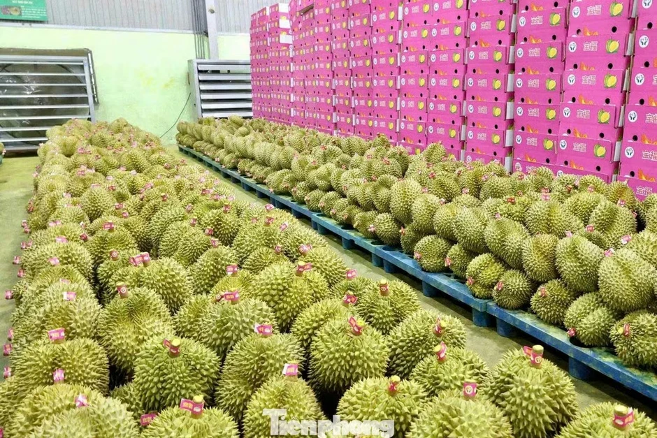 Bất ngờ nhiều doanh nghiệp xin trả mã số vùng trồng sầu riêng Bất ngờ nhiều doanh nghiệp xin trả mã số vùng trồng sầu riêng