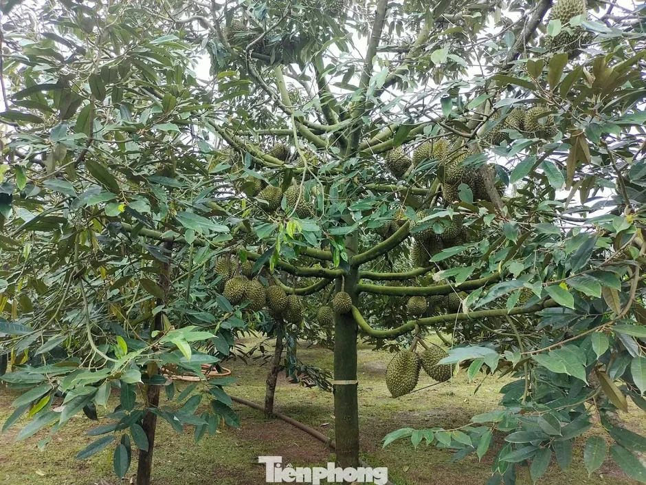 Bất ngờ nhiều doanh nghiệp xin trả mã số vùng trồng sầu riêng Bất ngờ nhiều doanh nghiệp xin trả mã số vùng trồng sầu riêng