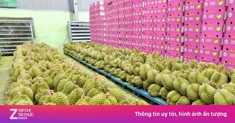 Bất ngờ nhiều doanh nghiệp xin trả mã số vùng trồng sầu riêng