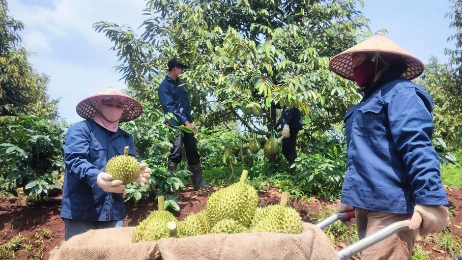 Bầu Đức trồng một loại cây 'bán giá nào cũng lãi': bội thu 7.500 tấn, sản lượng gấp 2 lần cả năm trước Bầu Đức trồng một loại cây 'bán giá nào cũng lãi': bội thu 7.500 tấn, sản lượng gấp 2 lần cả năm trước