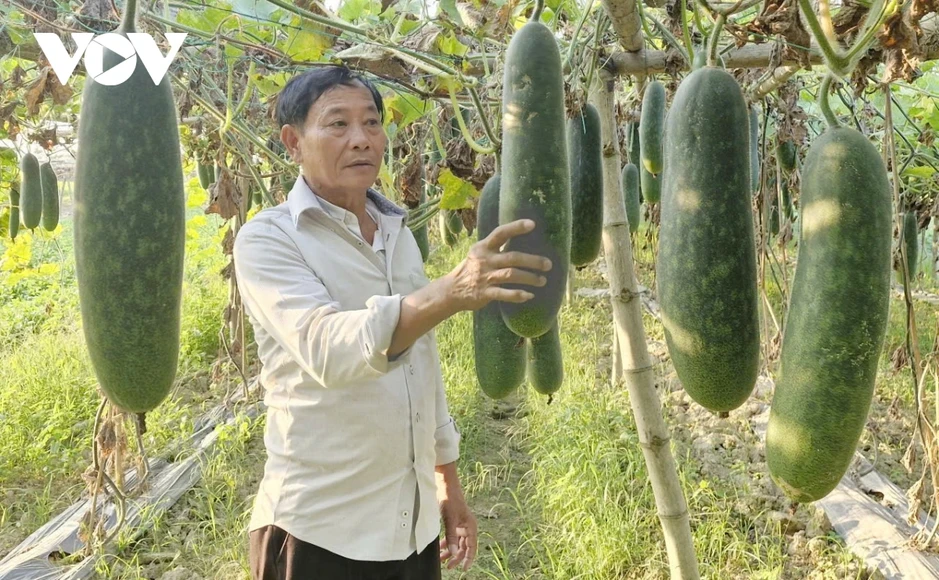 Bí đao xanh rớt giá, nông dân vùng ven Đà Nẵng gặp khó khăn Bí đao xanh rớt giá, nông dân vùng ven Đà Nẵng gặp khó khăn