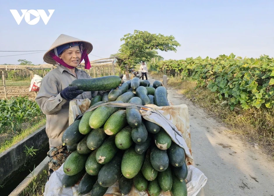 Bí đao xanh rớt giá, nông dân vùng ven Đà Nẵng gặp khó khăn Bí đao xanh rớt giá, nông dân vùng ven Đà Nẵng gặp khó khăn
