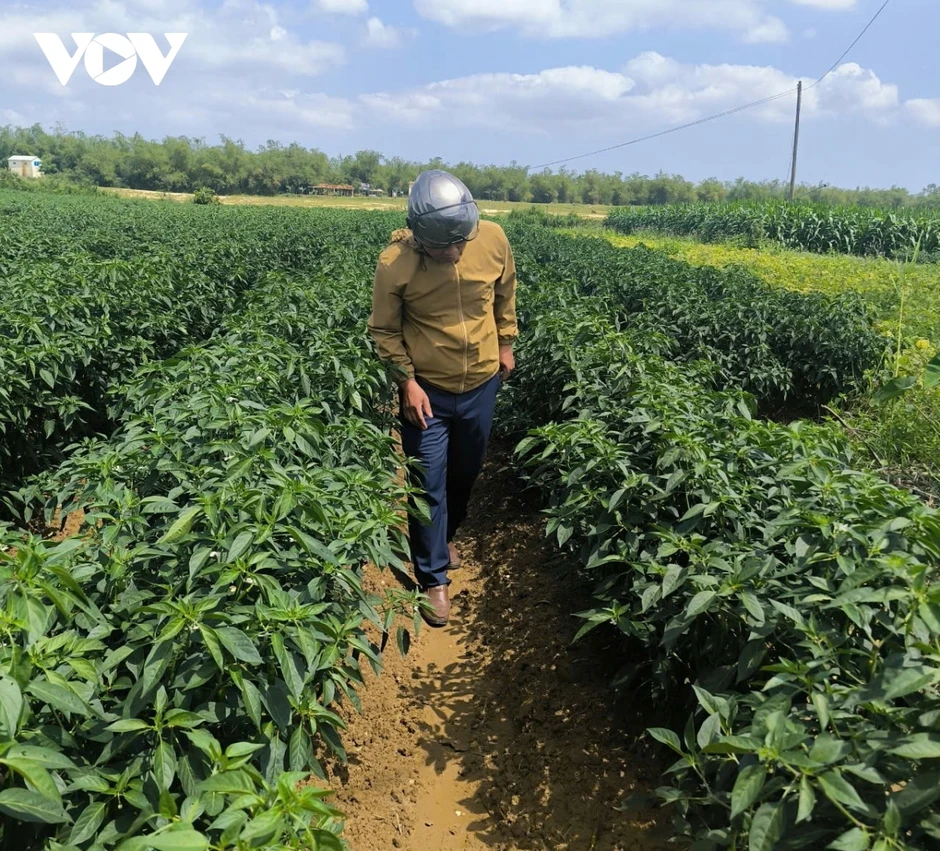 Bí đao xanh rớt giá, nông dân vùng ven Đà Nẵng gặp khó khăn Bí đao xanh rớt giá, nông dân vùng ven Đà Nẵng gặp khó khăn