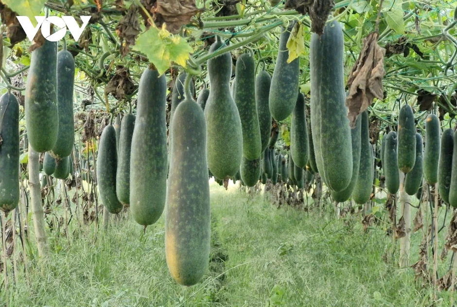 Bí đao xanh rớt giá, nông dân vùng ven Đà Nẵng gặp khó khăn Bí đao xanh rớt giá, nông dân vùng ven Đà Nẵng gặp khó khăn