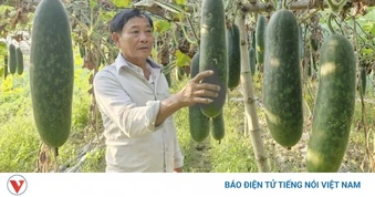 Bí đao xanh rớt giá, nông dân vùng ven Đà Nẵng gặp khó khăn