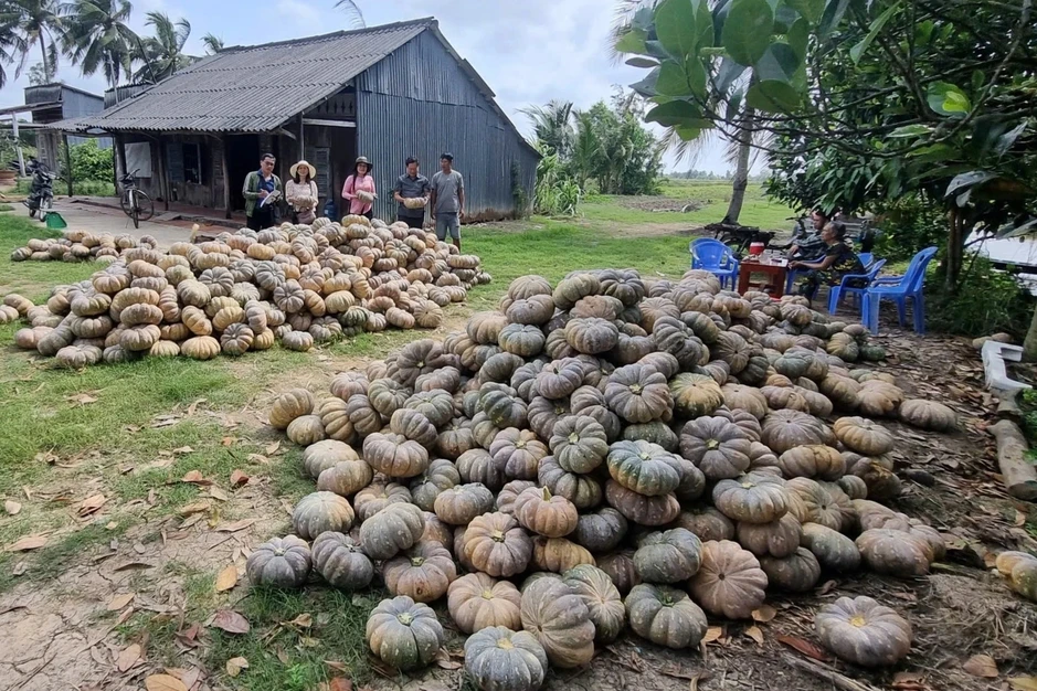 Bí đỏ, dưa hấu còn 5.000-10.000 đồng/kg, nhiều nơi kêu gọi giải cứu Bí đỏ, dưa hấu còn 5.000-10.000 đồng/kg, nhiều nơi kêu gọi giải cứu