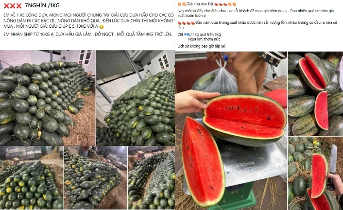 Bí đỏ, dưa hấu còn 5.000-10.000 đồng/kg, nhiều nơi kêu gọi giải cứu Bí đỏ, dưa hấu còn 5.000-10.000 đồng/kg, nhiều nơi kêu gọi giải cứu